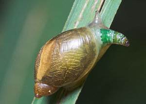 Leucochloridium paradoxum, el parásito mimético y el caracol