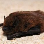 pipistrellus-pipistrellus-murcielago-comun