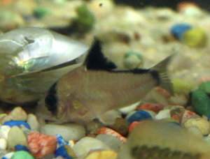 Corydoras metae, el corydora bandido o enmascarado