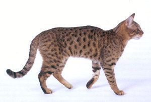 Gato California Spangled