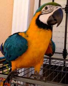 Guacamayo azul y amarillo, Ara ararauna