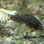 corydoras-sterbai