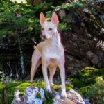 Podenco andaluz