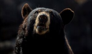 Hibernación de los mamíferos, origen evolutivo y ajustes metabólicos