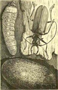 Metamorfosis de los insectos (clase Insecta)