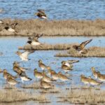 migracion-aves