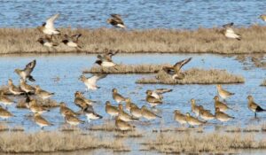 Migración de las aves, tipos o ejemplos de especies migratorias