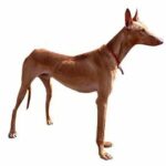 Podenco canario