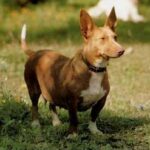 podenco-maneto