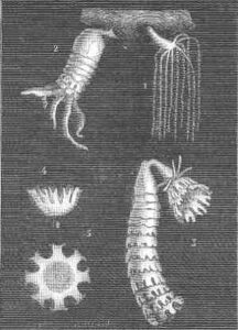 Reproducción de los invertebrados ¿cómo se reproducen?