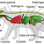 Sistema digestivo del gato