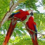 Ara macao, guacamayo escarlata