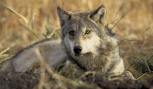 Carnívoros: los mamíferos del orden Carnivora