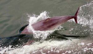 Cetáceos (Cetacea): características, población y principales especies