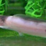 Clarias batrachus, pez gato andador