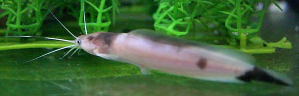 Clarias batrachus: ficha del pez gato andador