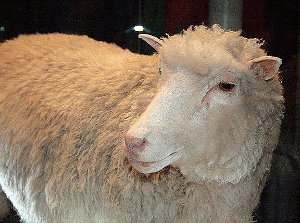 Clonación animal: oveja Dolly
