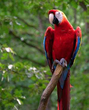 Guacamayo rojo, Ara chloropterus