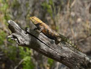 Hibernación de reptiles, brumación