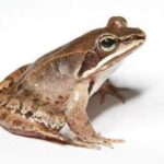 Lithobates sylvaticus, rana de bosque o rana de la madera