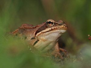 Rana arvalis, rana campestre