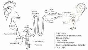 Sistema digestivo de las aves, características, órganos y glándulas