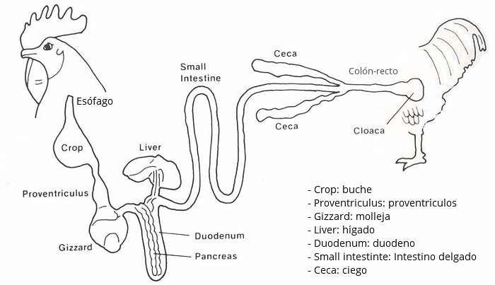 Sistema digestivo de las aves, características, órganos y glándulas