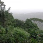 Surinam, un país que alberga un alto índice de biodiversidad Surinam