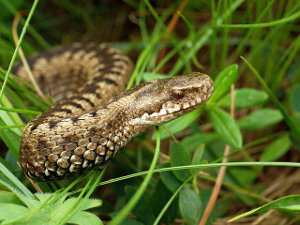 Vipera berus, víbora europea