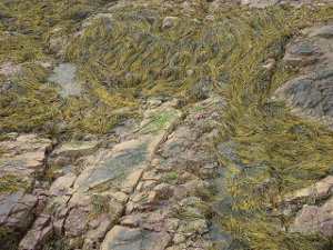 Algas, características, clasificación o tipos y ejemplos