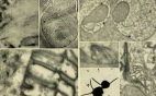 Reino Protista (Protoctista): características, clasificación y ejemplos