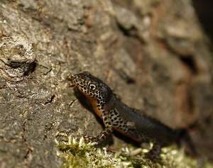 Tritón alpino, Ichthyosaura alpestris