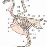 Sistema esquelético de las aves