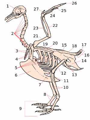 Sistema esquelético de las aves (osteología)