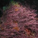 Algas rojas, Rhodophyta, rodófitas