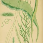 Algas verdes, Chlorophytas, clorófitas