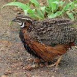 codorniz-arlequin-coturnix-delegorguei