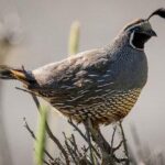 codorniz-californiana-callipepla-californica