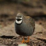 Codorniz china, Coturnix chinensis