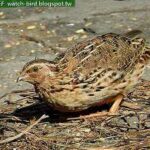 codorniz-japonesa-coturnix-japonica