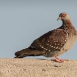 columba-guinea