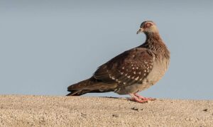 Columba guinea, paloma de Guinea