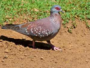 Columba guinea, paloma de Guinea