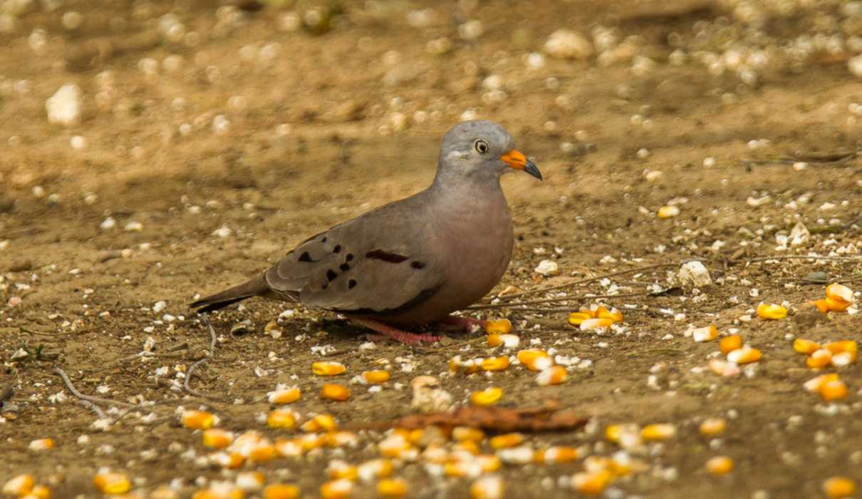 Tortolita peruana, ficha de Columbina cruziana