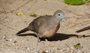 Tórtola cebra, Geopelia striata