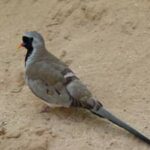 oena-capensis-tortola-de-namacua