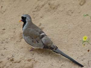 Oena capensis, tórtola de Namacua