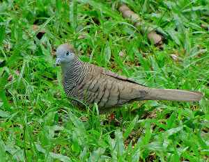 Tórtola cebra, Geopelia striata