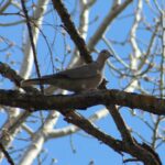 tortola-domestica-streptopelia-risoria