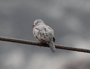 Tortolita peruana, Columbina cruziana